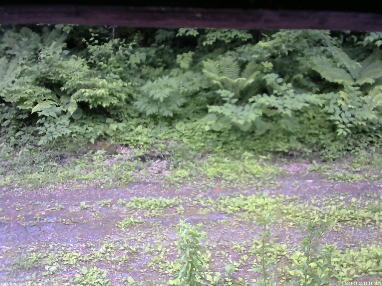長野県菅平高原 ゆたか山荘 東側(坂下) 2026/06/20 11:15
