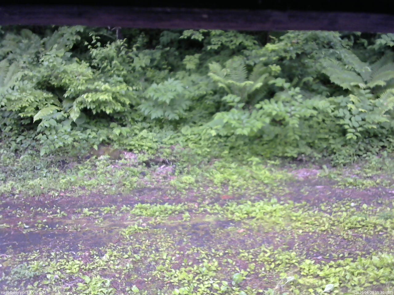 長野県菅平高原 ゆたか山荘 東側(坂下) 2026/06/20 15:30