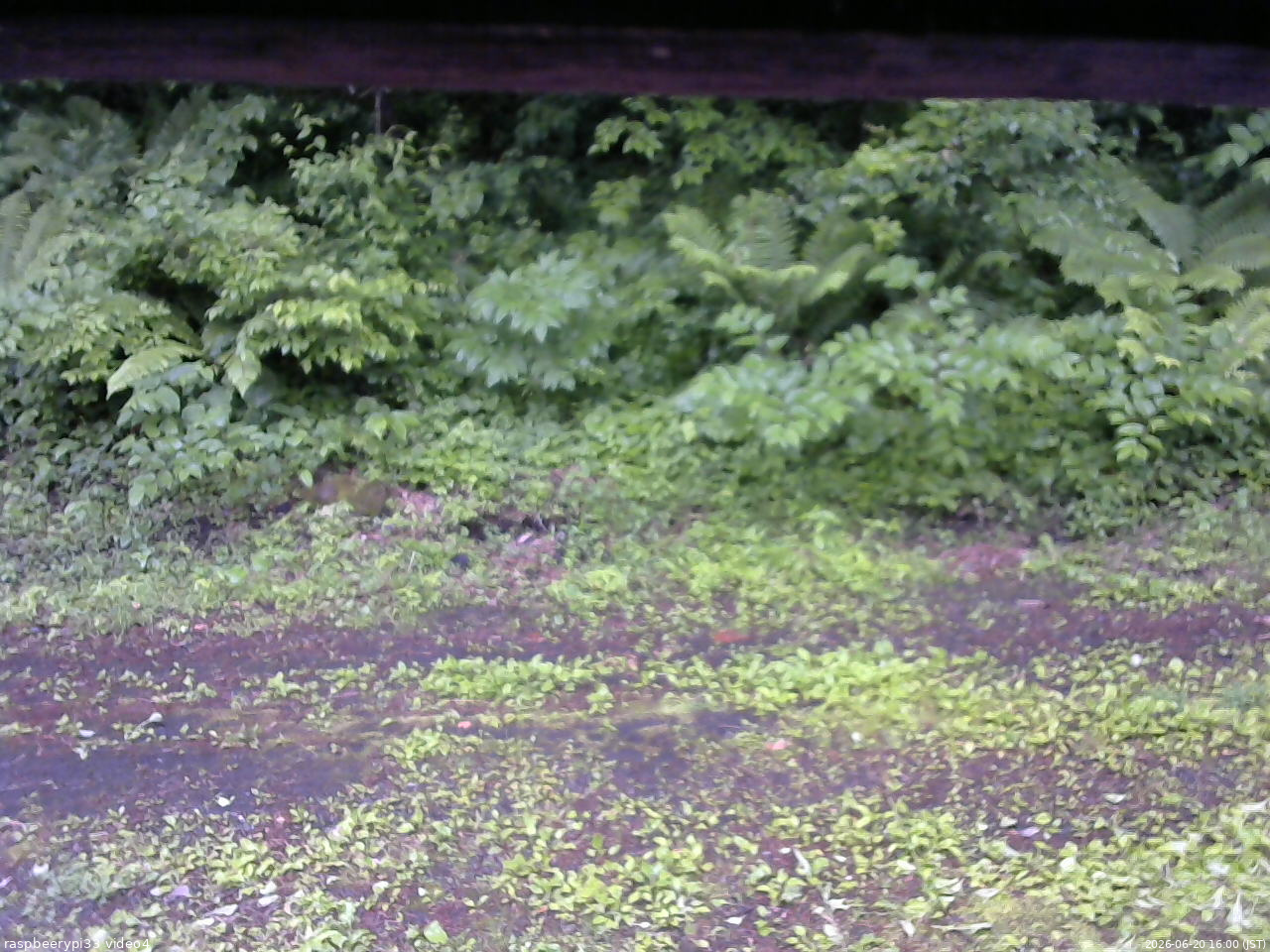長野県菅平高原 ゆたか山荘 東側(坂下) 2026/06/20 16:00