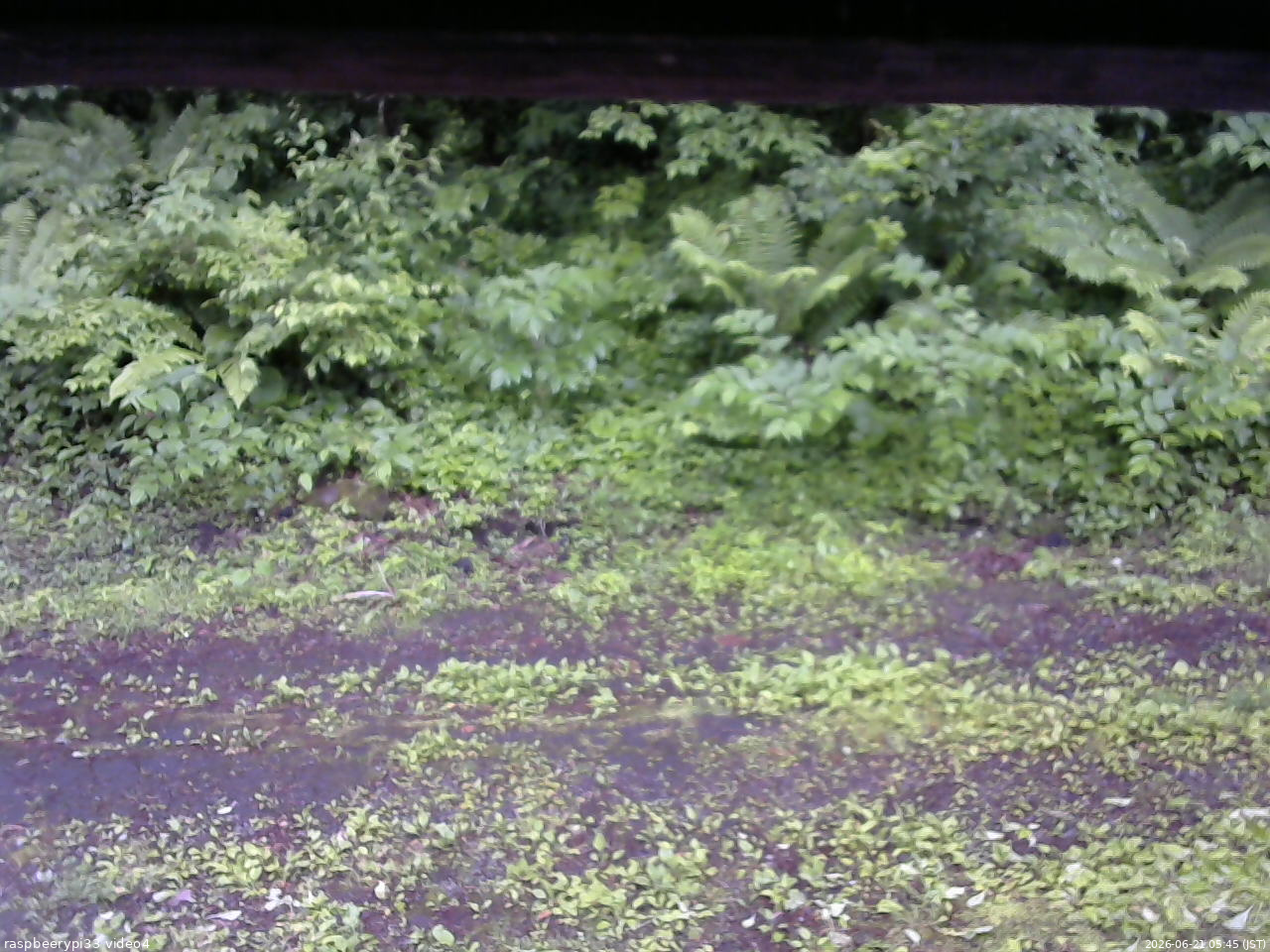 長野県菅平高原 ゆたか山荘 東側(坂下) 2026/06/21 05:45