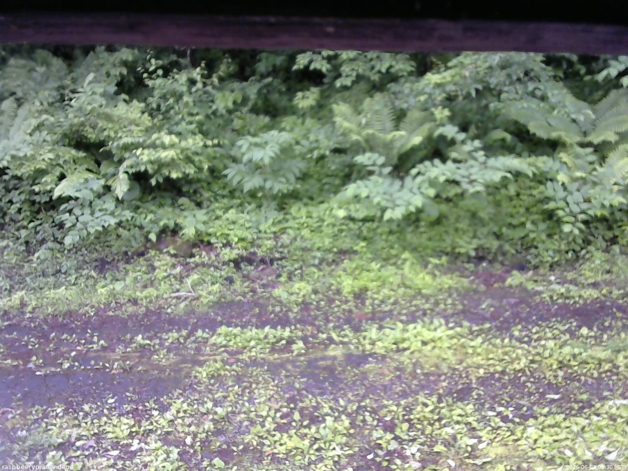 長野県菅平高原 ゆたか山荘 東側(坂下) 2026/06/21 06:30