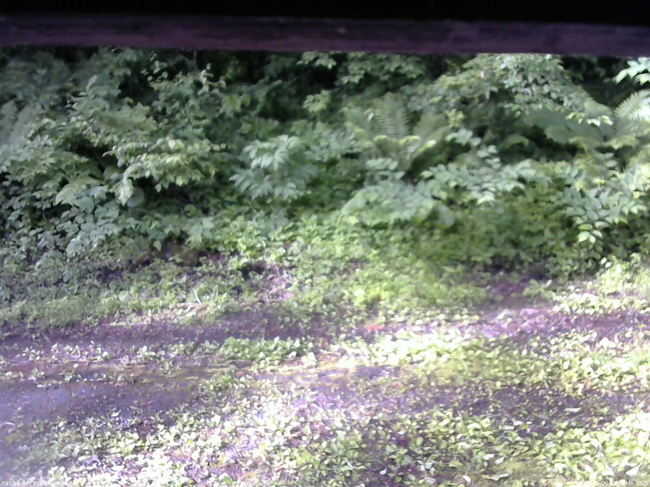 長野県菅平高原 ゆたか山荘 東側(坂下) 2026/06/21 06:45