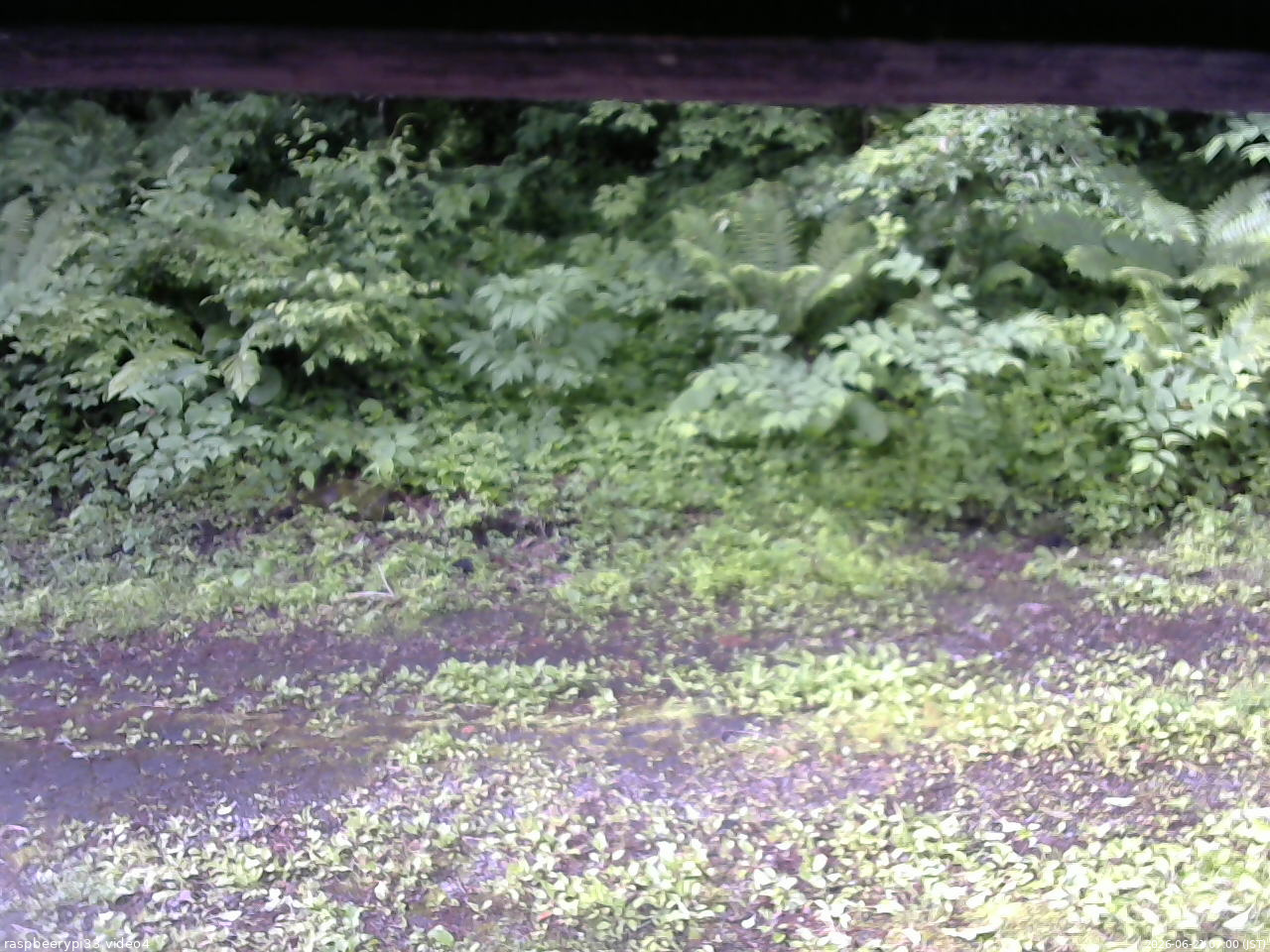 長野県菅平高原 ゆたか山荘 東側(坂下) 2026/06/21 07:00