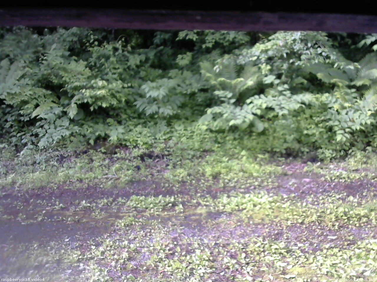 長野県菅平高原 ゆたか山荘 東側(坂下) 2026/06/21 07:15