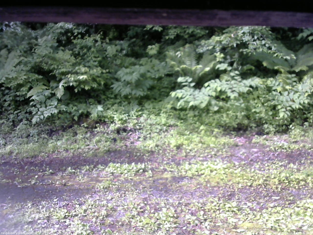 長野県菅平高原 ゆたか山荘 東側(坂下) 2026/06/21 07:30