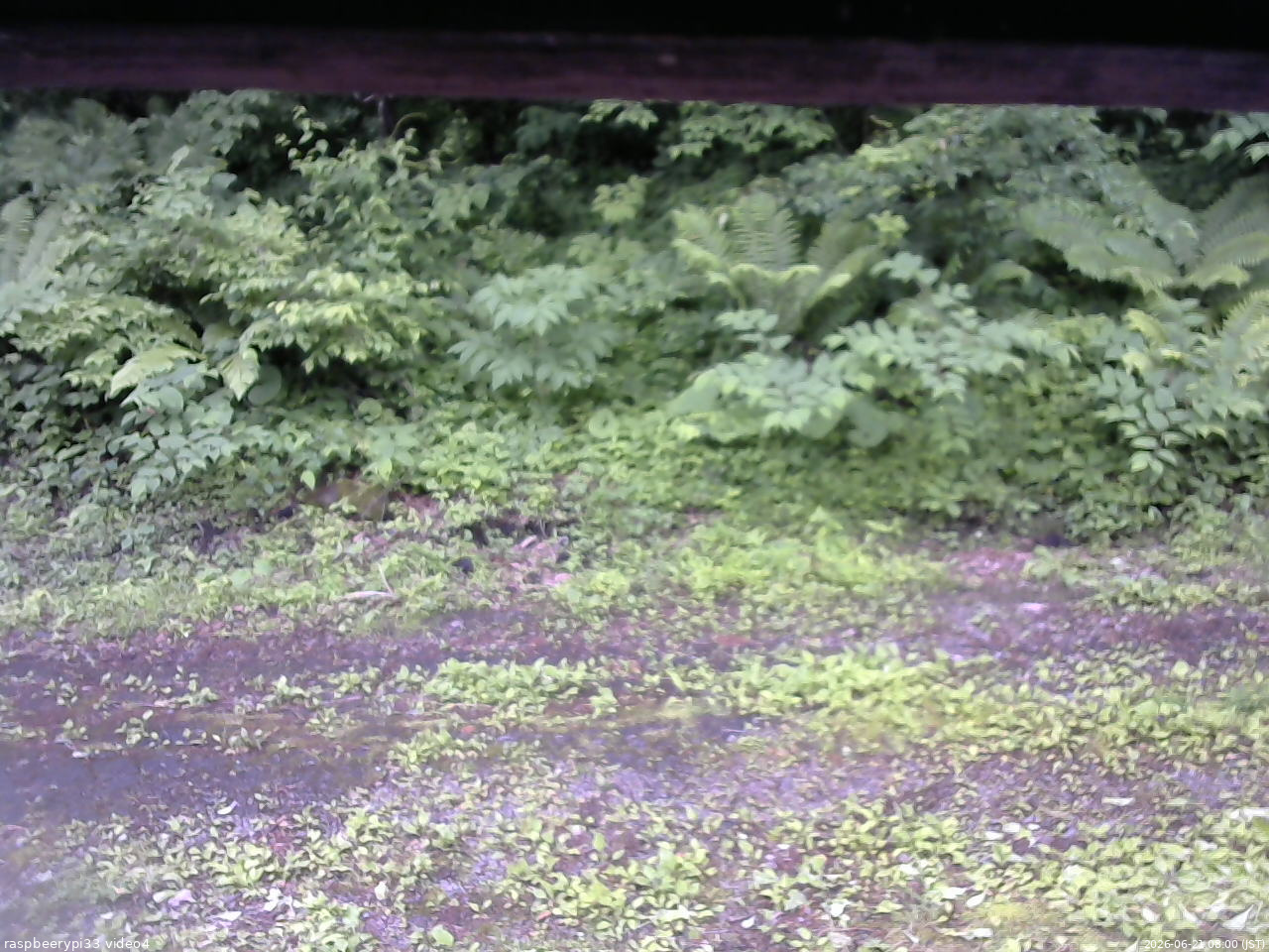 長野県菅平高原 ゆたか山荘 東側(坂下) 2026/06/21 08:00