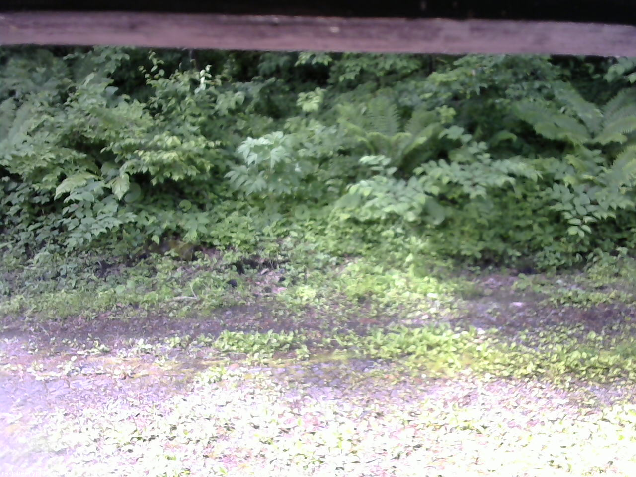 長野県菅平高原 ゆたか山荘 東側(坂下) 2026/06/21 08:45