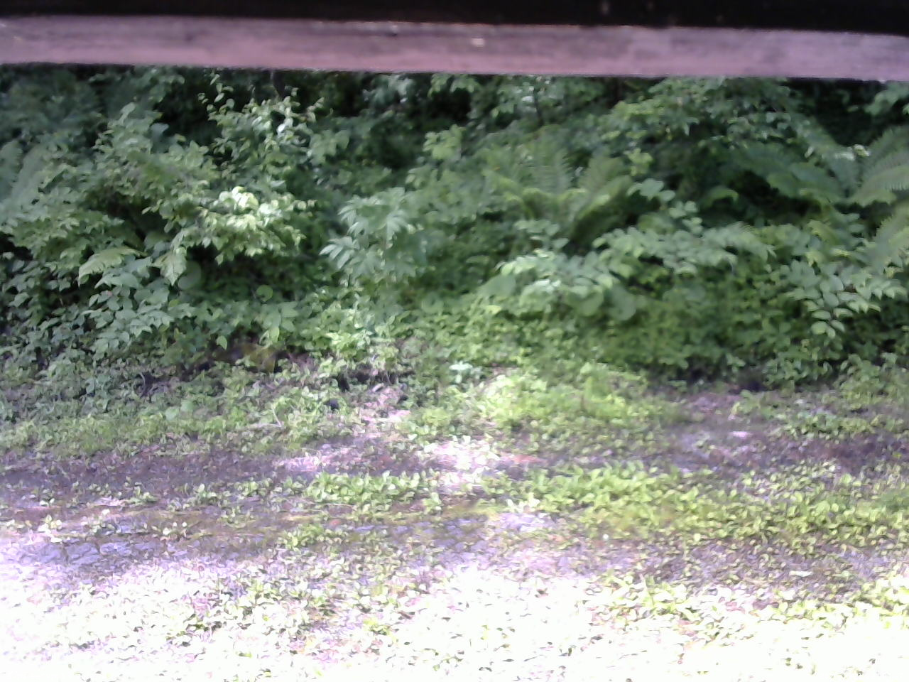 長野県菅平高原 ゆたか山荘 東側(坂下) 2026/06/21 09:00