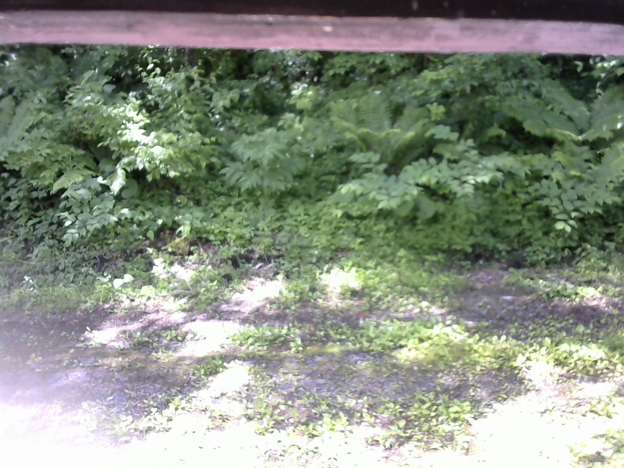長野県菅平高原 ゆたか山荘 東側(坂下) 2026/06/21 09:15