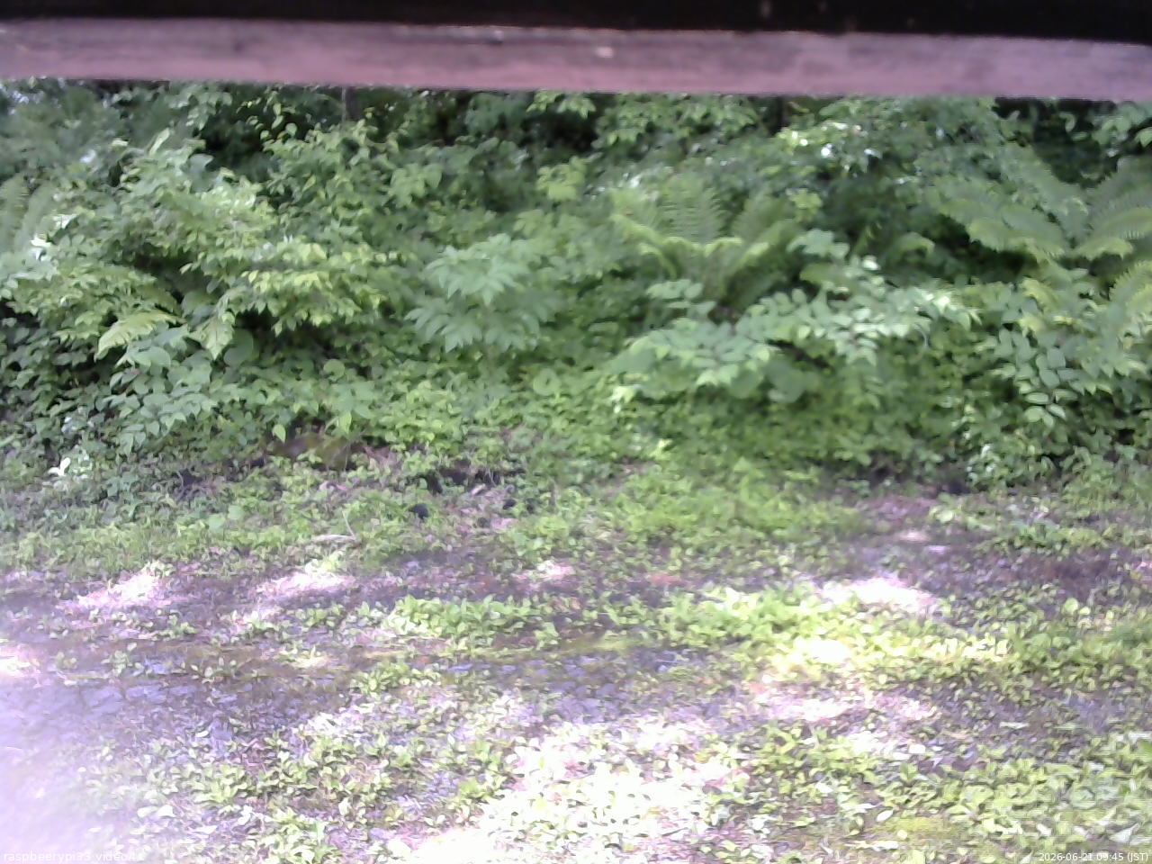 長野県菅平高原 ゆたか山荘 東側(坂下) 2026/06/21 09:45