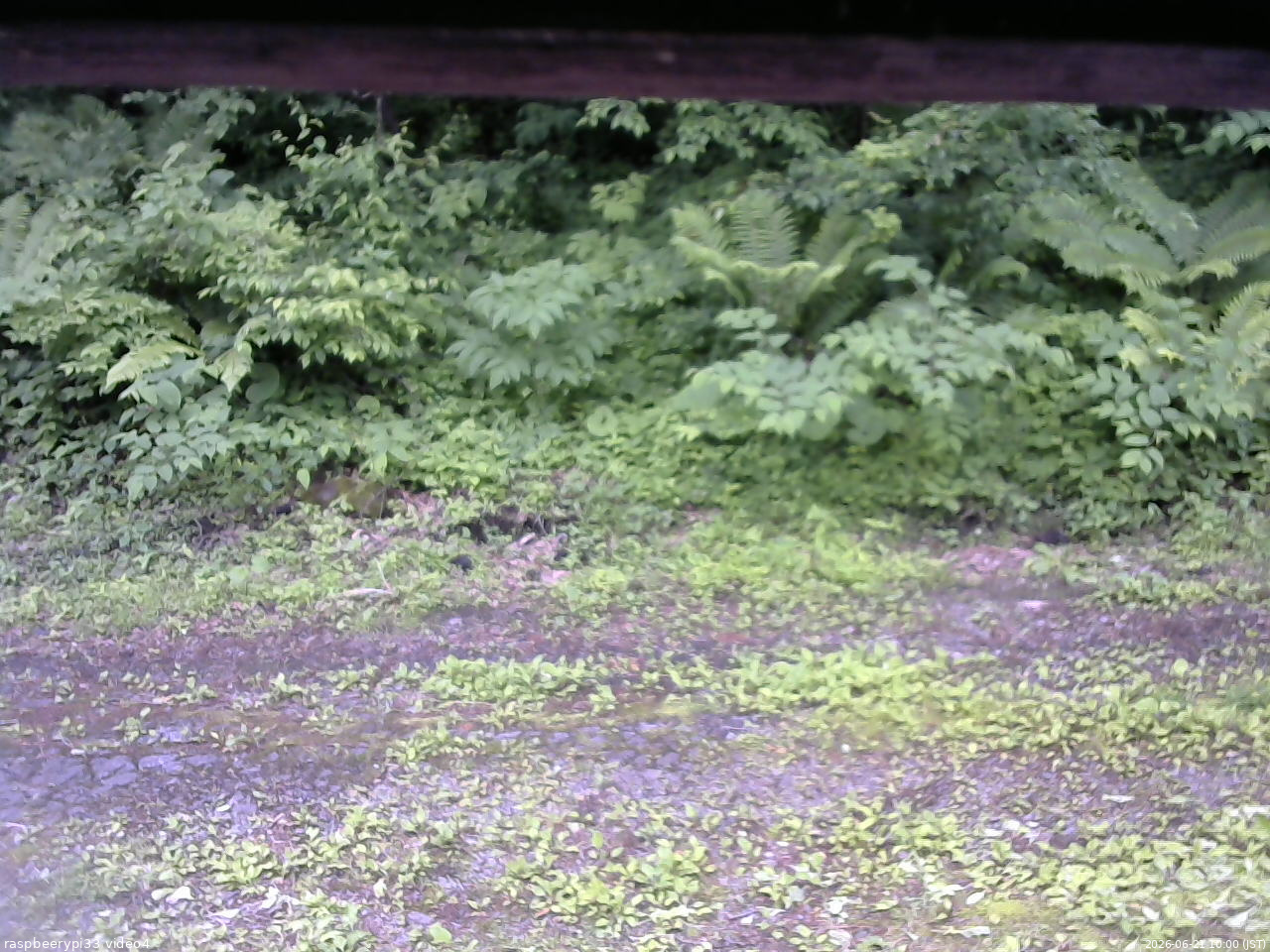 長野県菅平高原 ゆたか山荘 東側(坂下) 2026/06/21 10:00