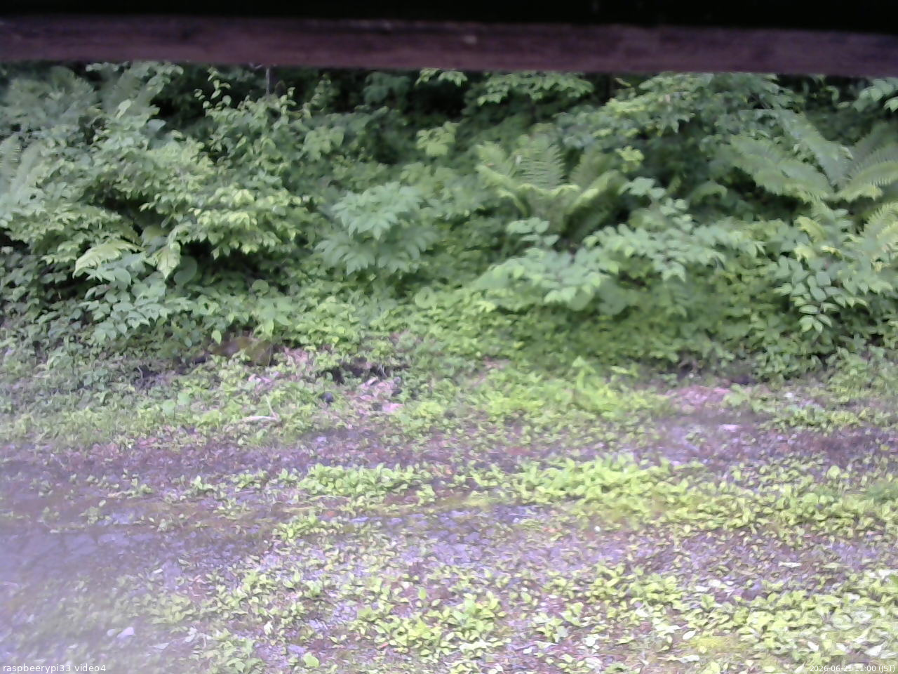 長野県菅平高原 ゆたか山荘 東側(坂下) 2026/06/21 11:00