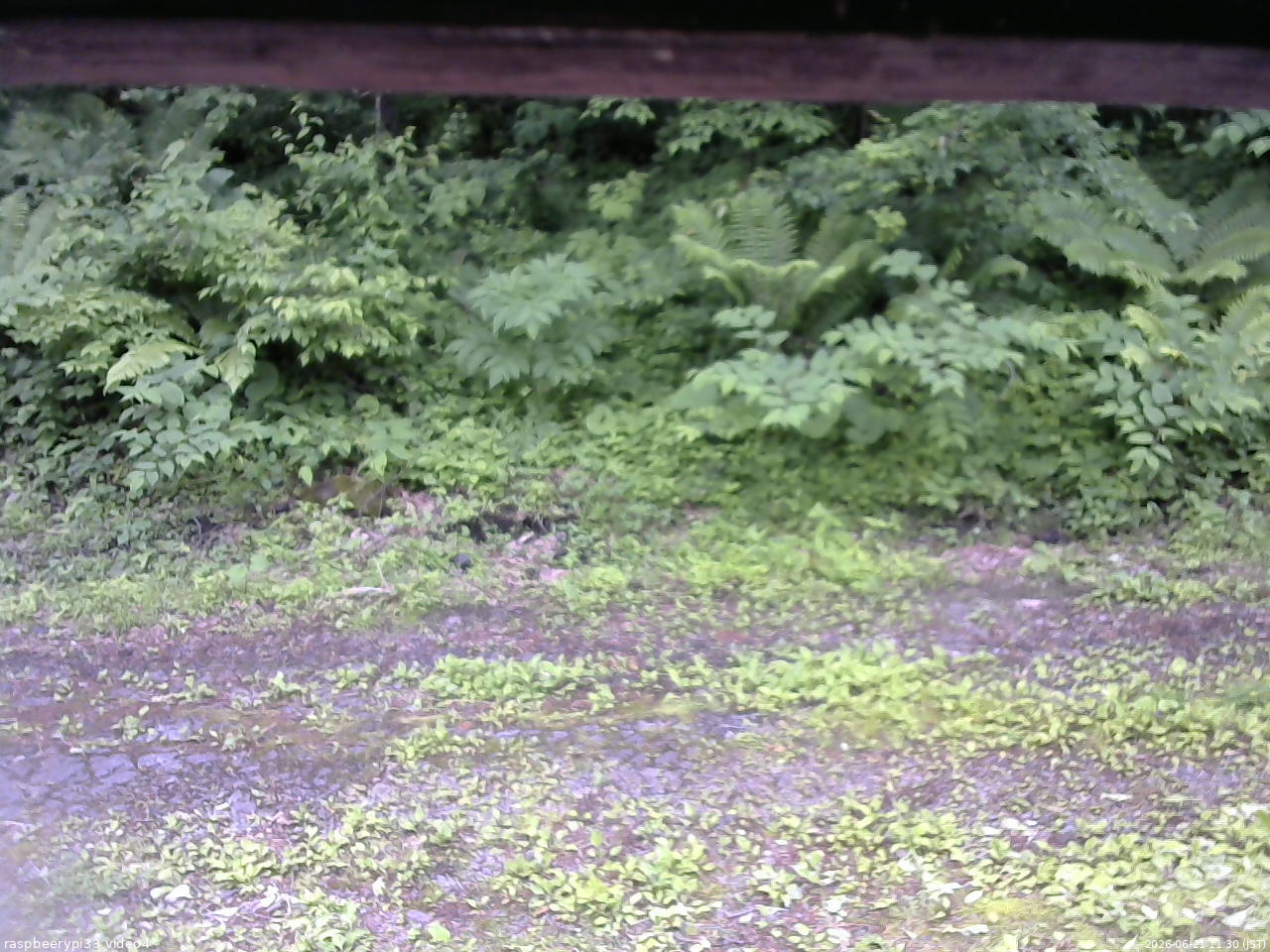 長野県菅平高原 ゆたか山荘 東側(坂下) 2026/06/21 11:30
