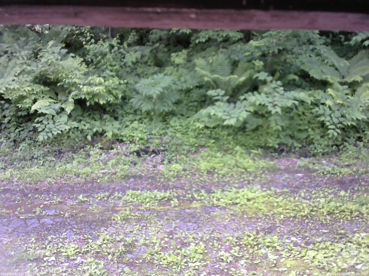 長野県菅平高原 ゆたか山荘 東側(坂下) 2026/06/21 11:45