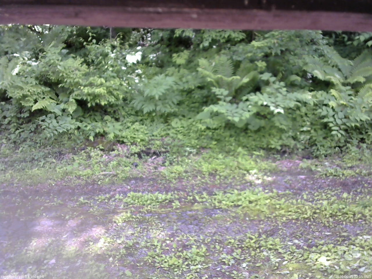 長野県菅平高原 ゆたか山荘 東側(坂下) 2026/06/21 12:15
