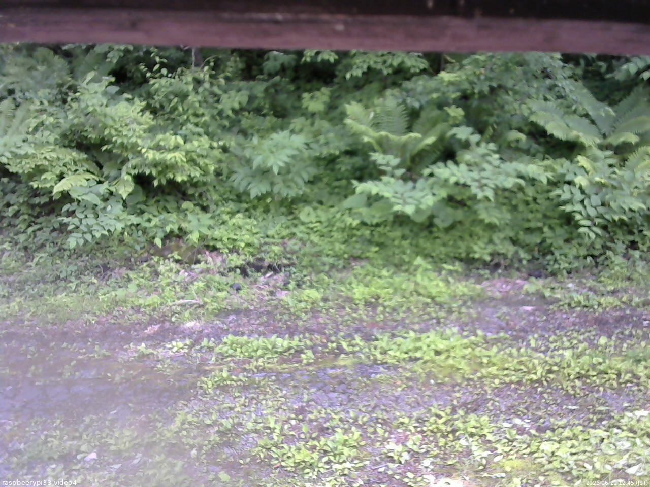 長野県菅平高原 ゆたか山荘 東側(坂下) 2026/06/21 12:45