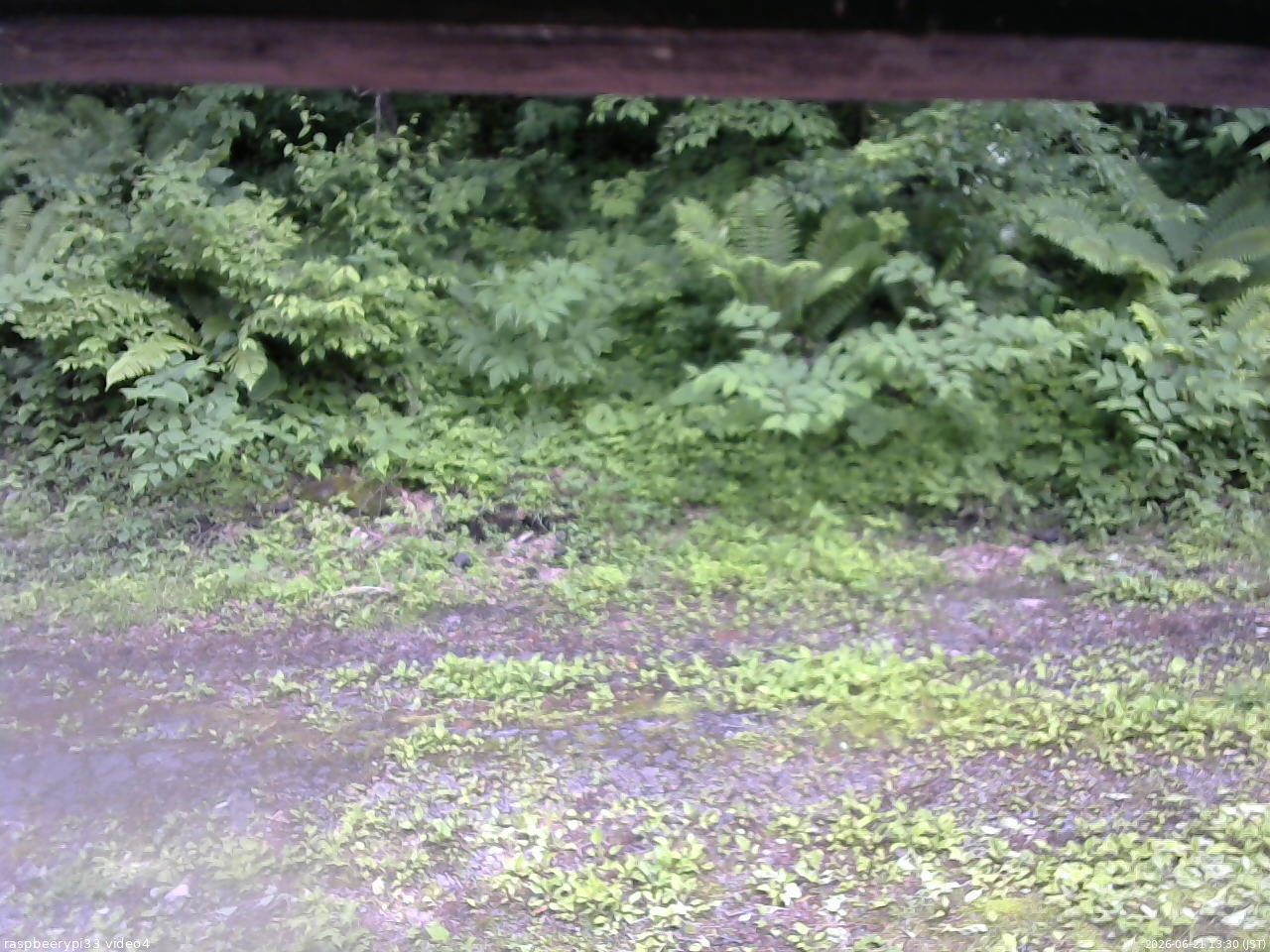 長野県菅平高原 ゆたか山荘 東側(坂下) 2026/06/21 13:30