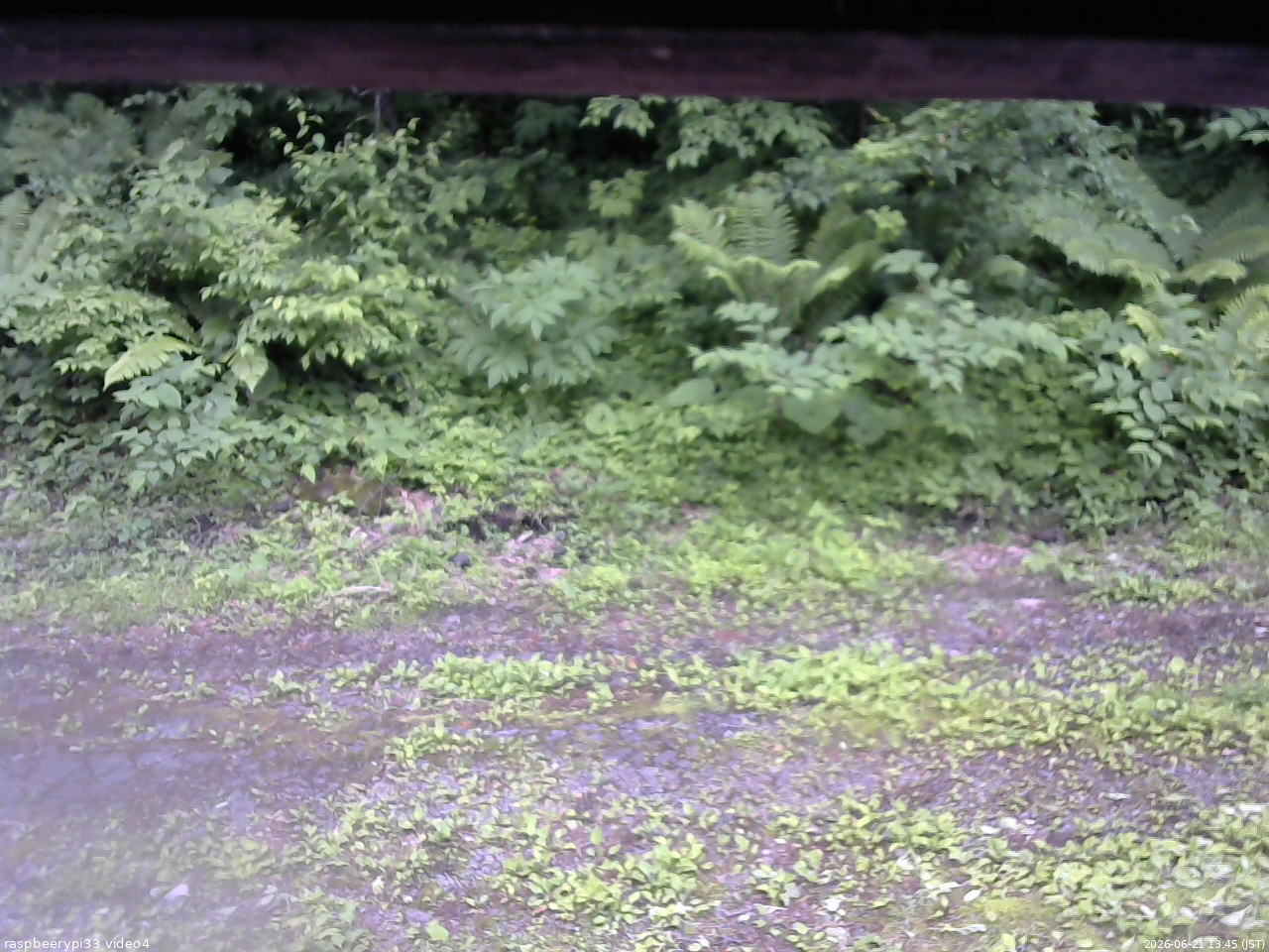 長野県菅平高原 ゆたか山荘 東側(坂下) 2026/06/21 13:45