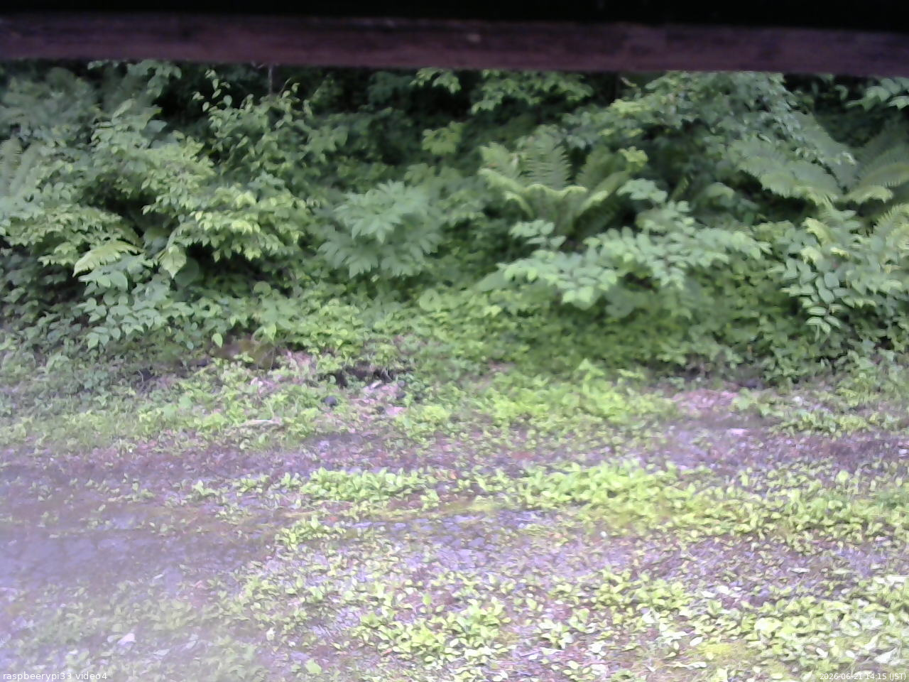 長野県菅平高原 ゆたか山荘 東側(坂下) 2026/06/21 14:15