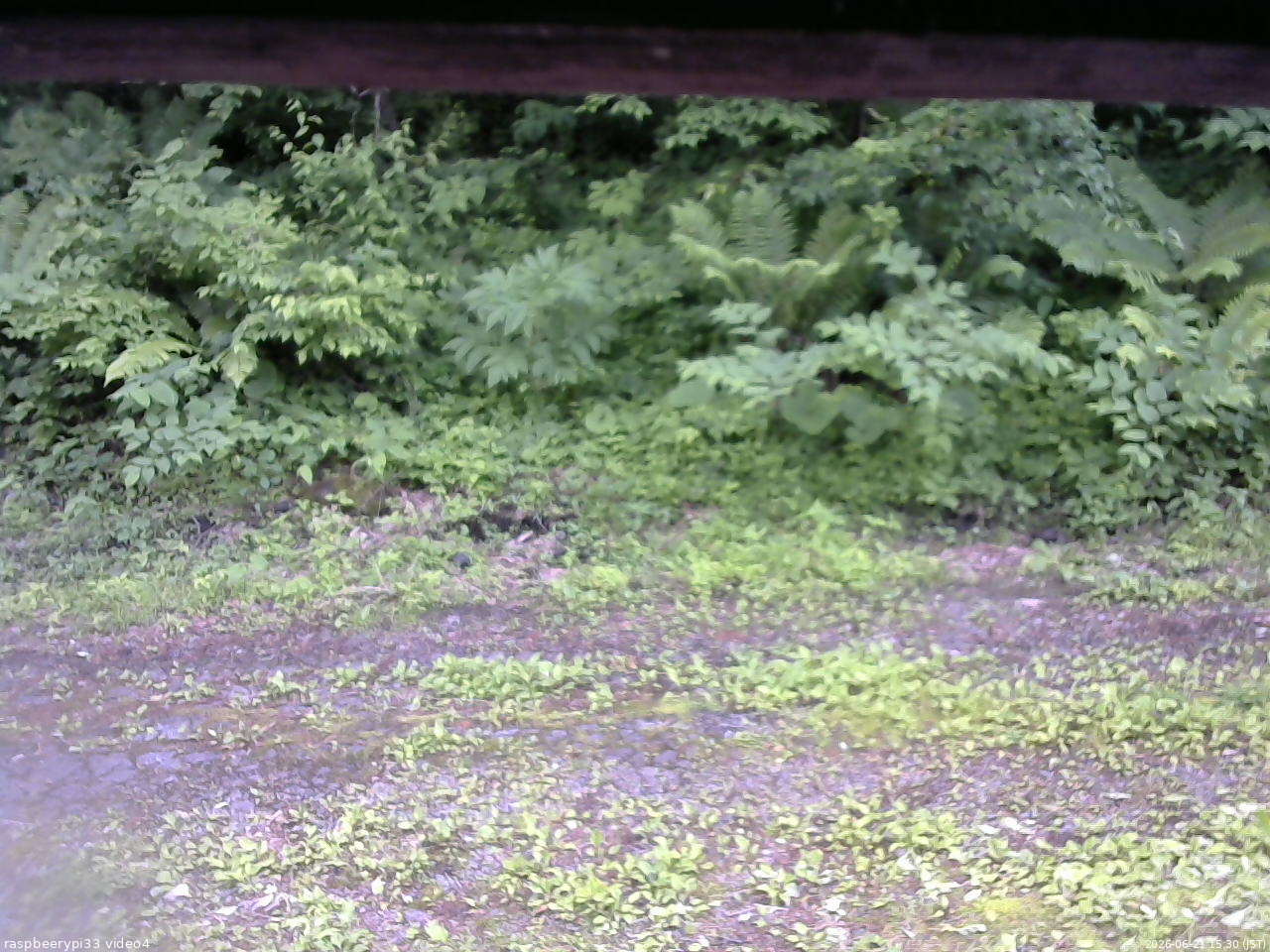 長野県菅平高原 ゆたか山荘 東側(坂下) 2026/06/21 15:30