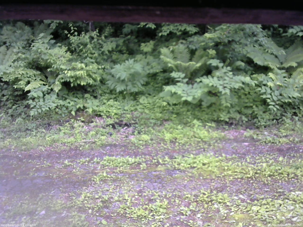 長野県菅平高原 ゆたか山荘 東側(坂下) 2026/06/21 15:45