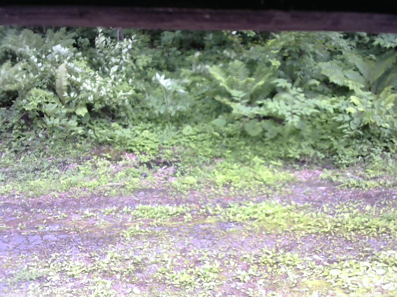 長野県菅平高原 ゆたか山荘 東側(坂下) 2026/06/21 16:00