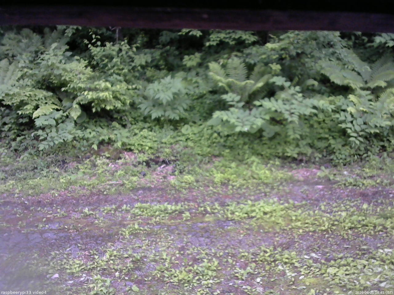 長野県菅平高原 ゆたか山荘 東側(坂下) 2026/06/21 18:45