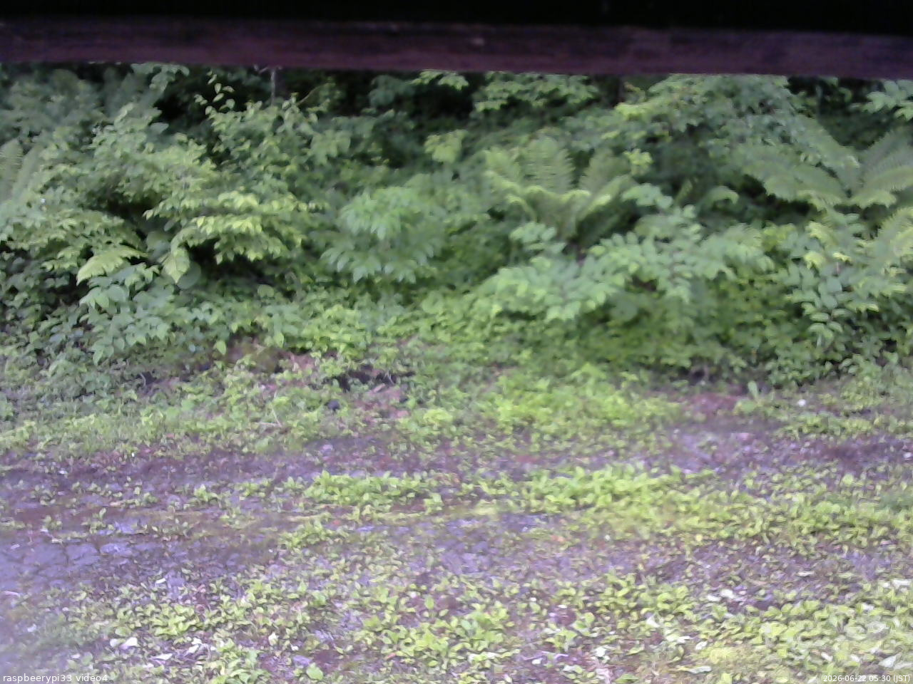 長野県菅平高原 ゆたか山荘 東側(坂下) 2026/06/22 05:30
