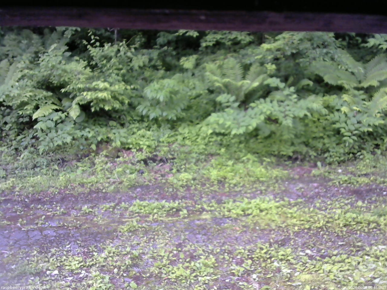 長野県菅平高原 ゆたか山荘 東側(坂下) 2026/06/22 05:45