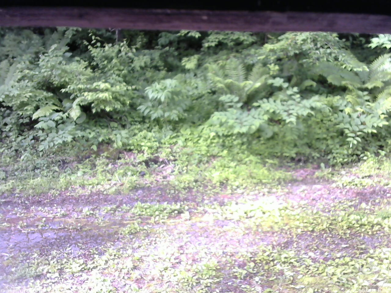 長野県菅平高原 ゆたか山荘 東側(坂下) 2026/06/22 06:45