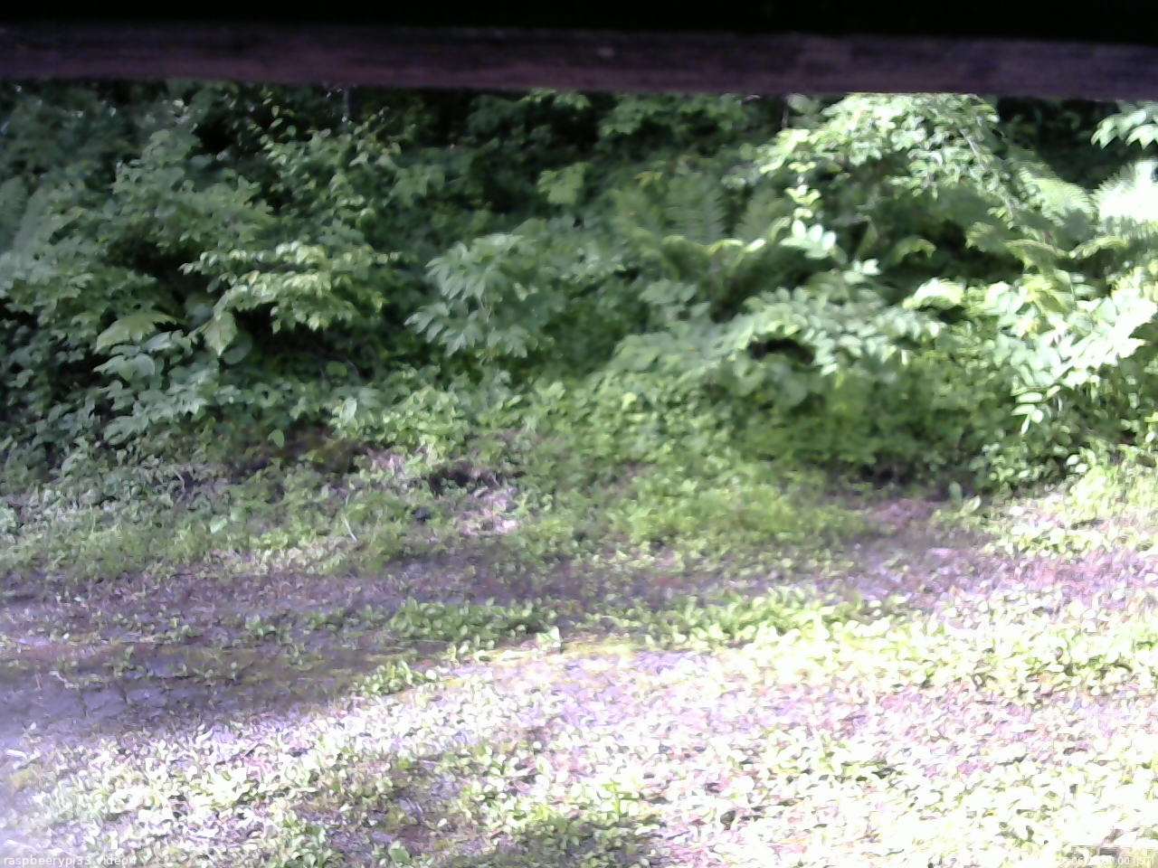 長野県菅平高原 ゆたか山荘 東側(坂下) 2026/06/22 07:00