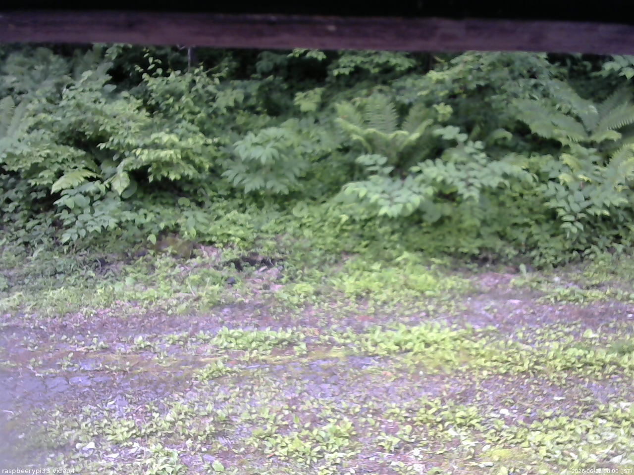 長野県菅平高原 ゆたか山荘 東側(坂下) 2026/06/22 08:00