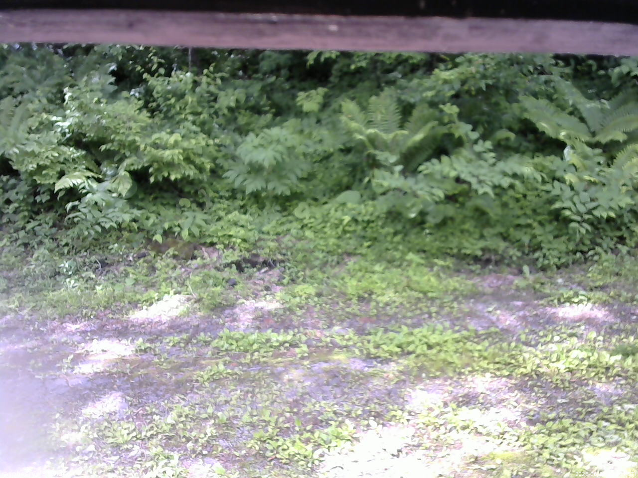 長野県菅平高原 ゆたか山荘 東側(坂下) 2026/06/22 09:30