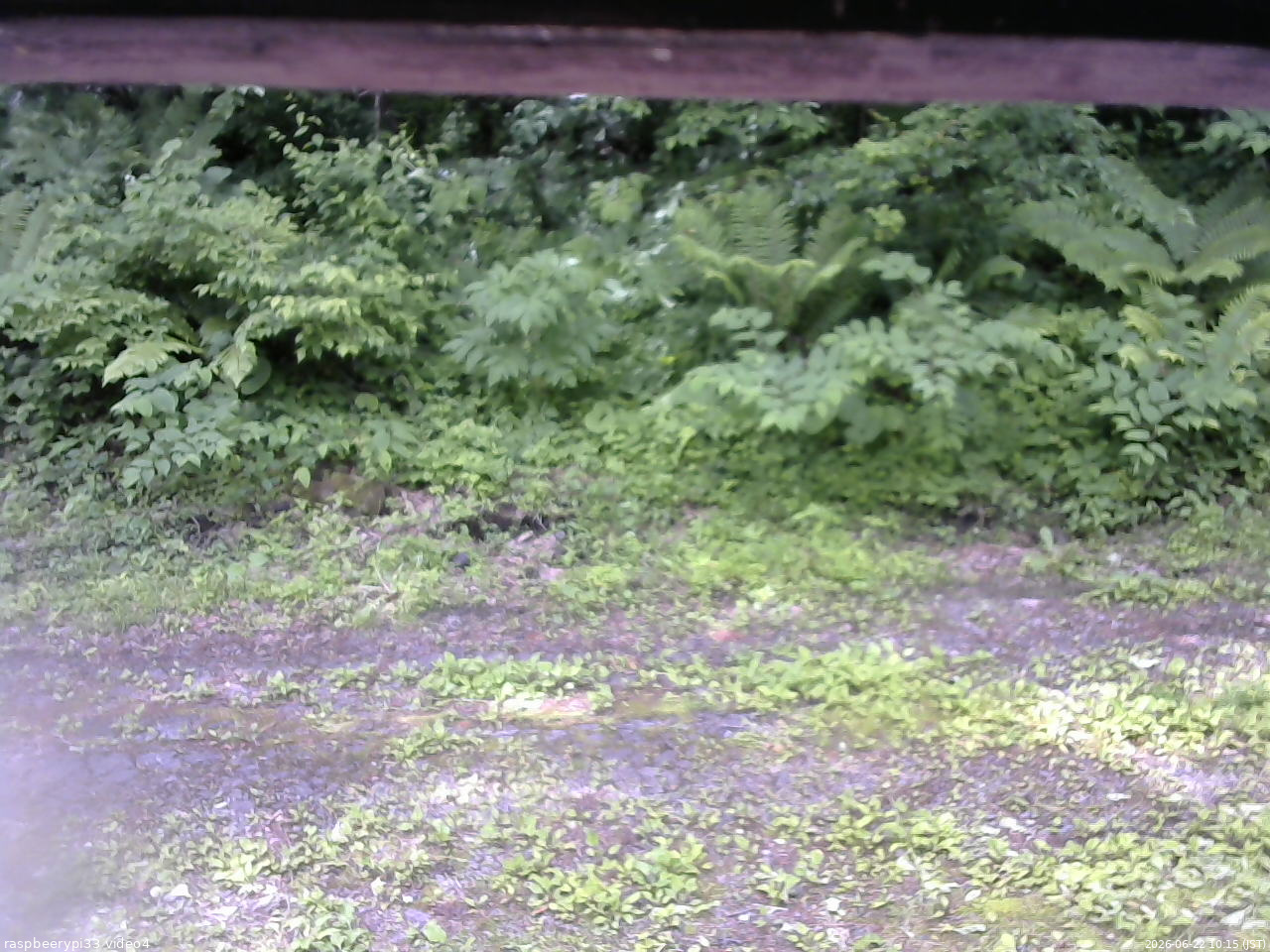 長野県菅平高原 ゆたか山荘 東側(坂下) 2026/06/22 10:15