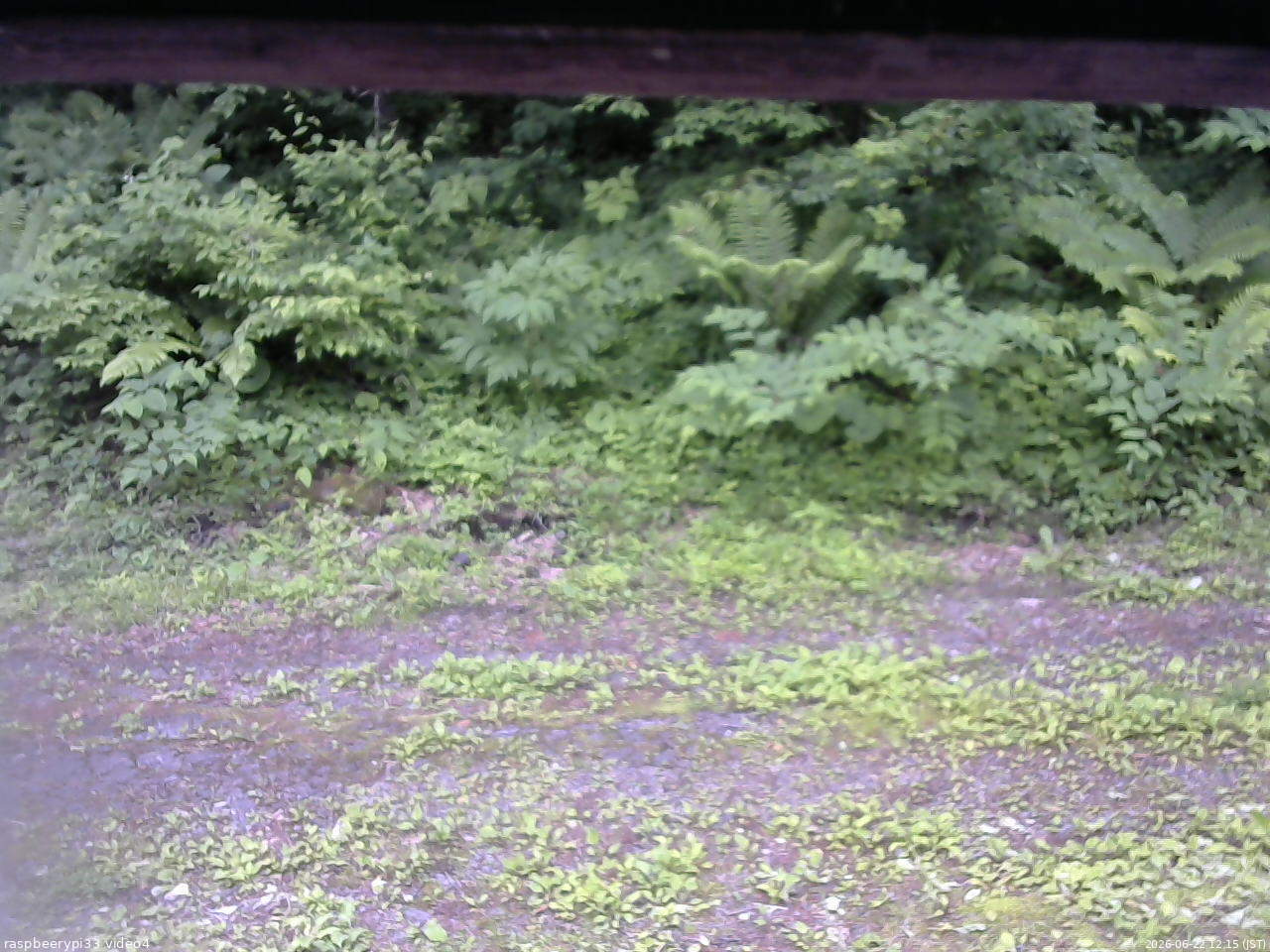 長野県菅平高原 ゆたか山荘 東側(坂下) 2026/06/22 12:15