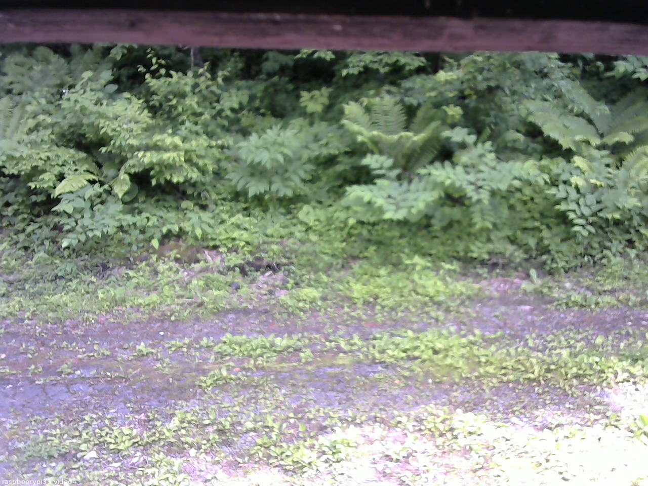 長野県菅平高原 ゆたか山荘 東側(坂下) 2026/06/22 14:15