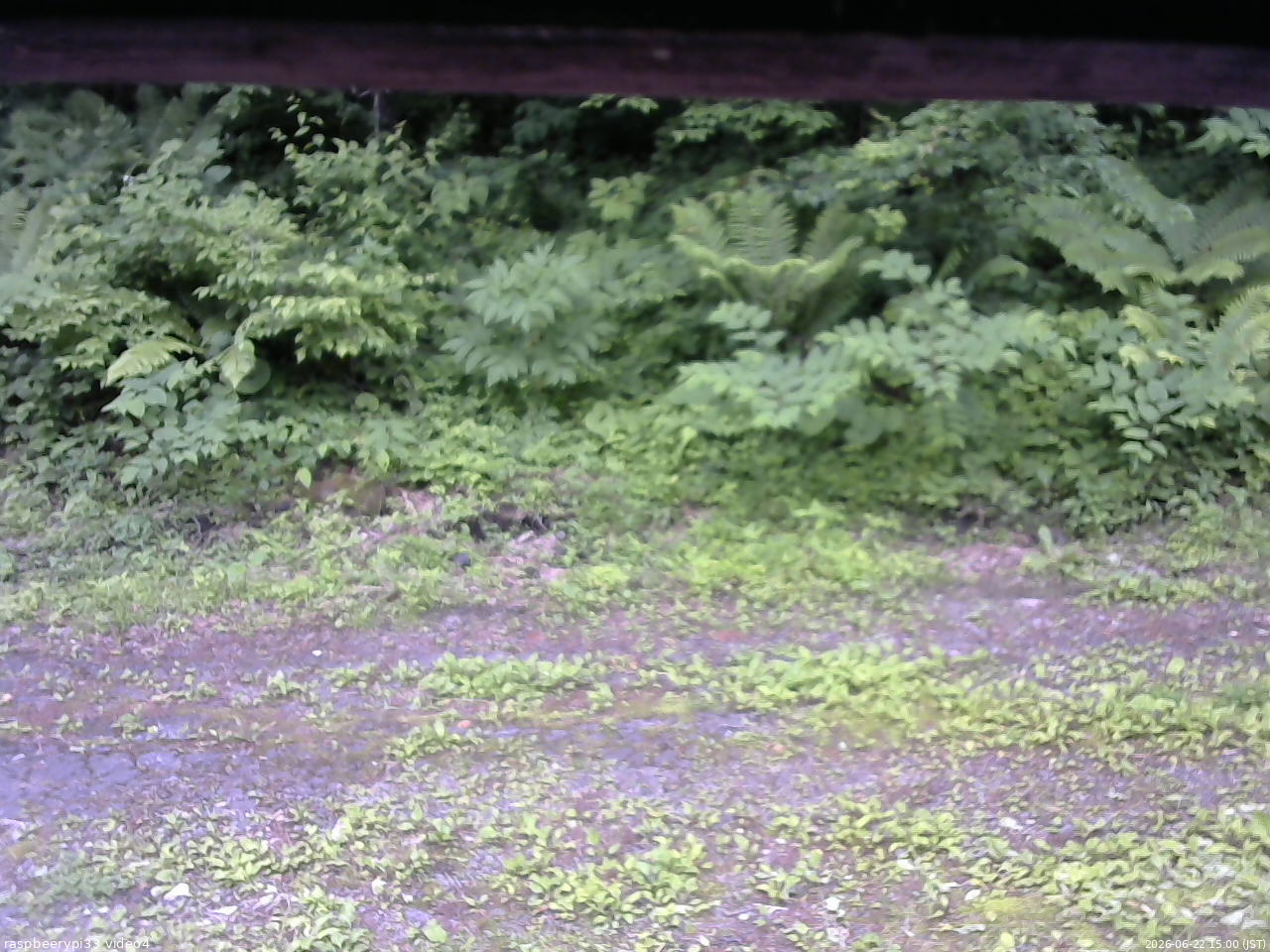 長野県菅平高原 ゆたか山荘 東側(坂下) 2026/06/22 15:00