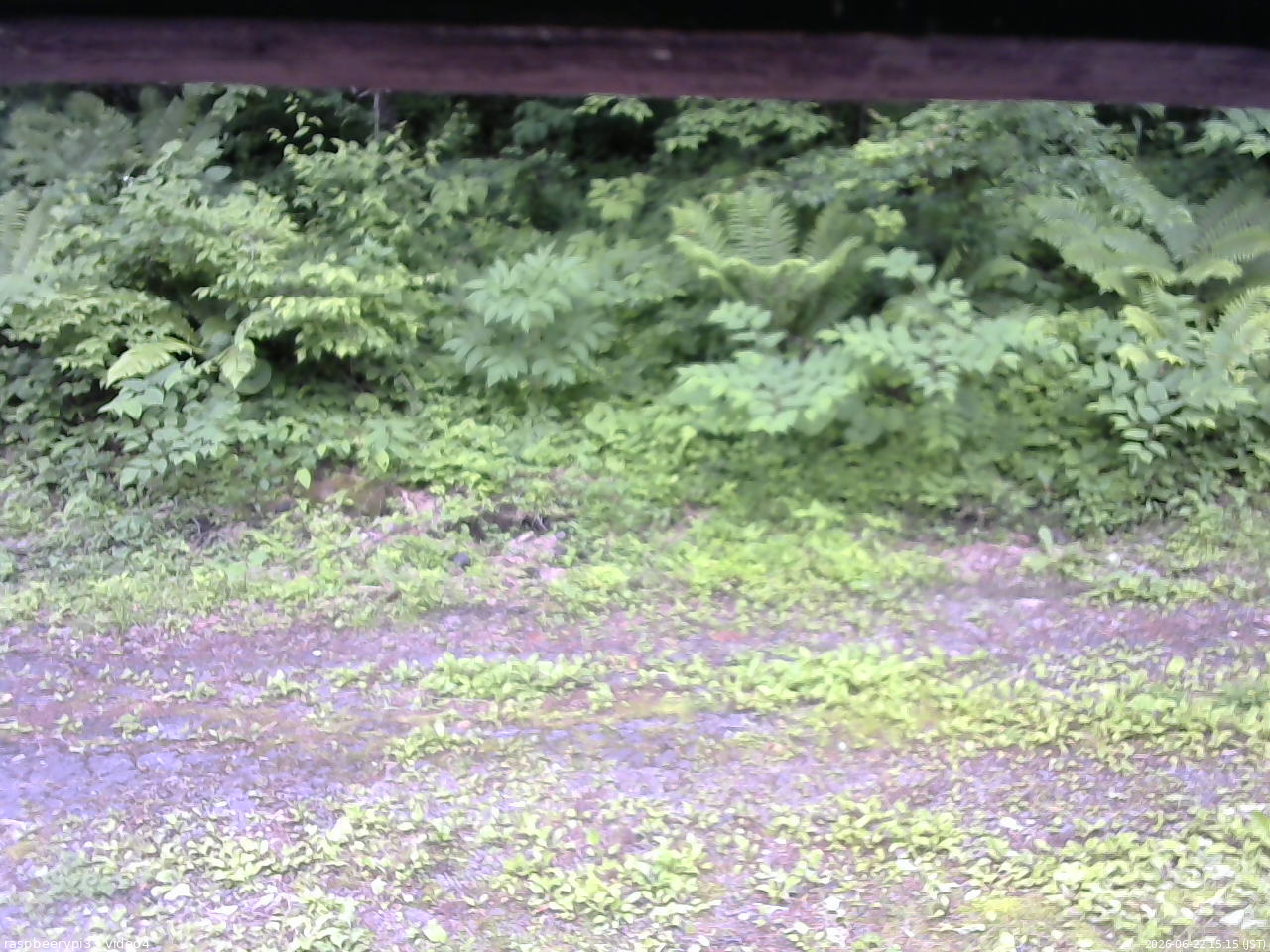 長野県菅平高原 ゆたか山荘 東側(坂下) 2026/06/22 15:15