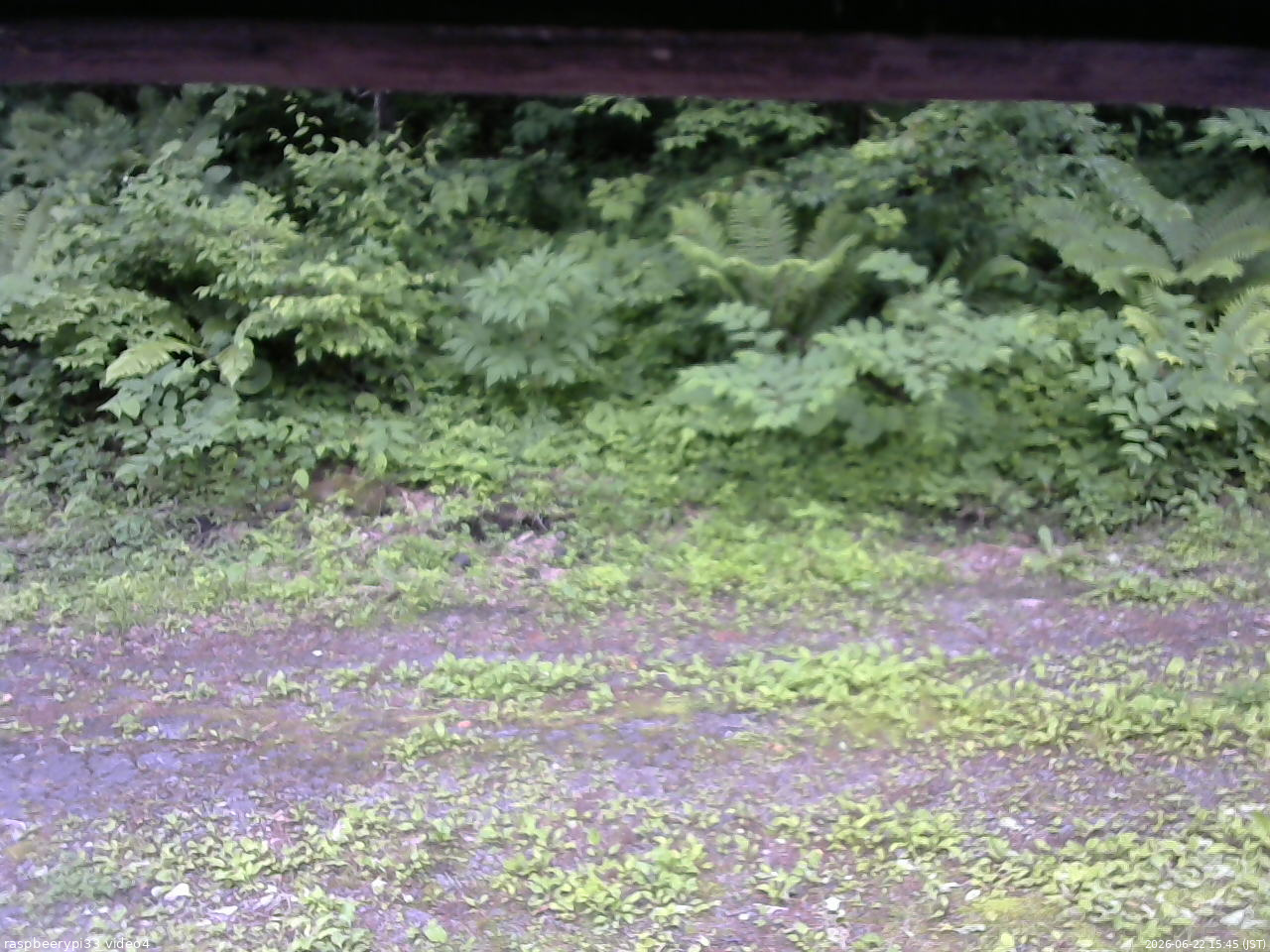 長野県菅平高原 ゆたか山荘 東側(坂下) 2026/06/22 15:45