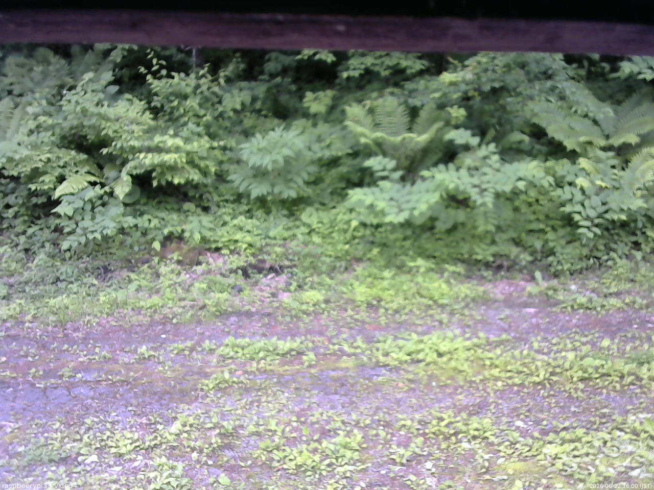 長野県菅平高原 ゆたか山荘 東側(坂下) 2026/06/22 16:00