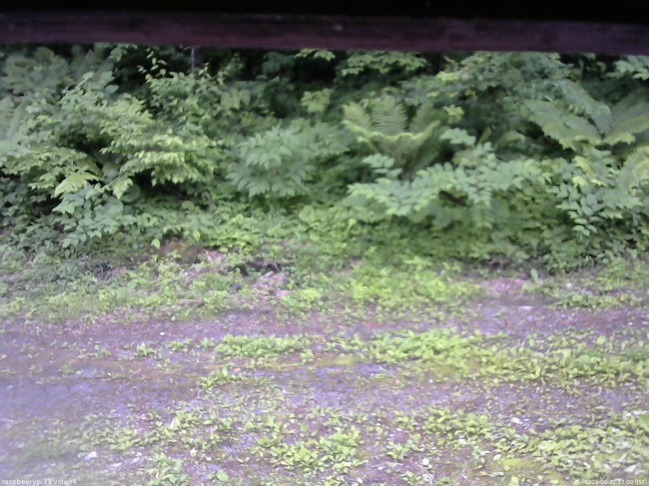長野県菅平高原 ゆたか山荘 東側(坂下) 2026/06/22 17:00