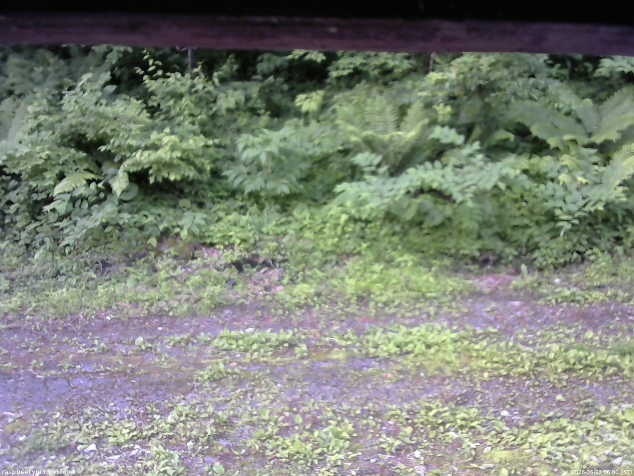 長野県菅平高原 ゆたか山荘 東側(坂下) 2026/06/23 06:00