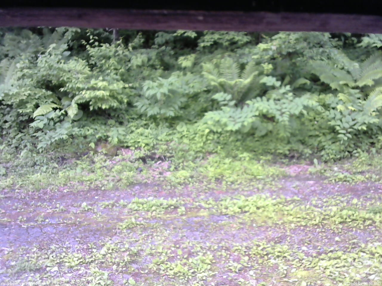 長野県菅平高原 ゆたか山荘 東側(坂下) 2026/06/23 06:30