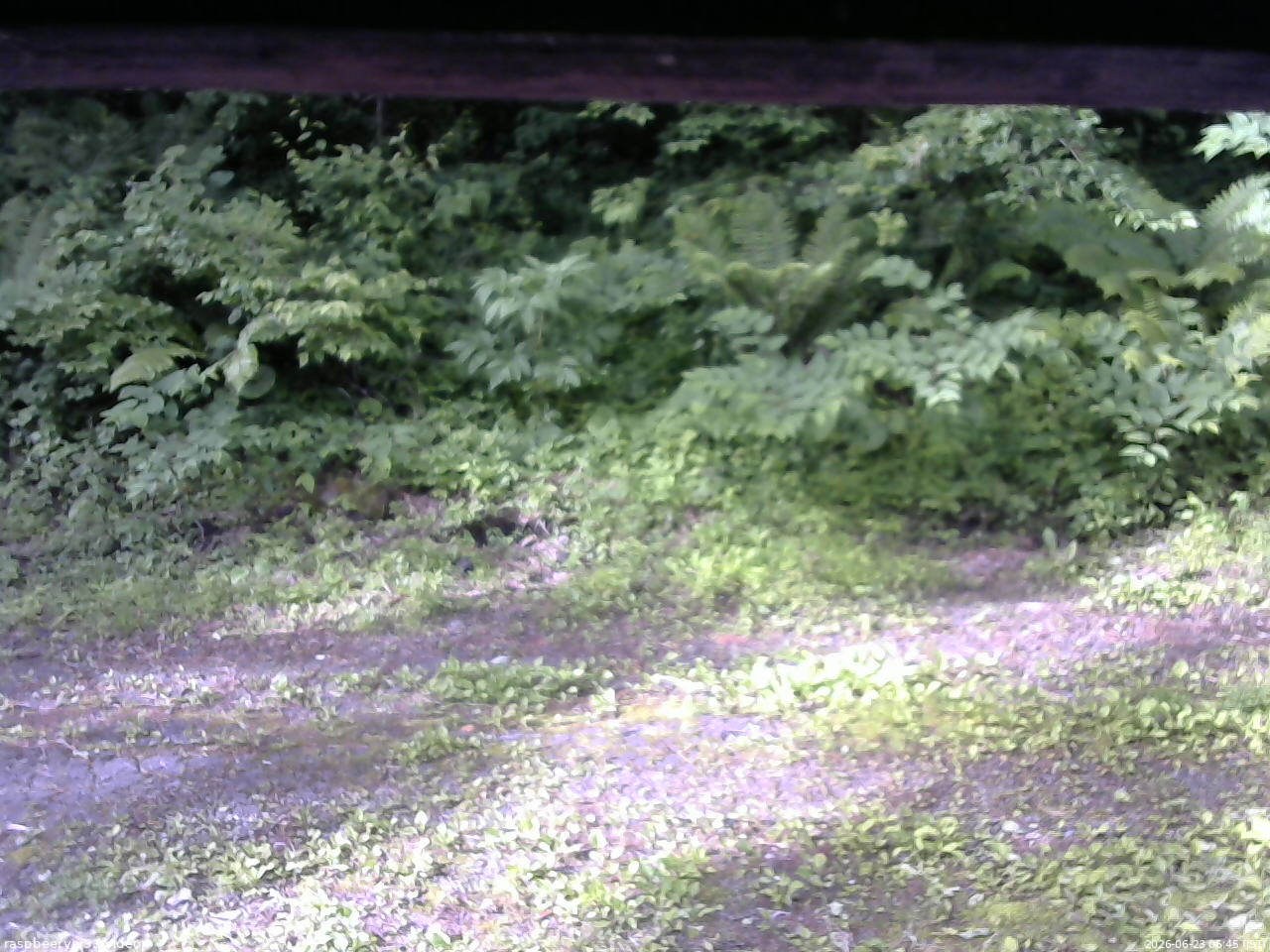 長野県菅平高原 ゆたか山荘 東側(坂下) 2026/06/23 06:45