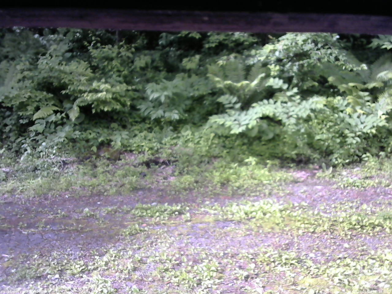 長野県菅平高原 ゆたか山荘 東側(坂下) 2026/06/23 07:15