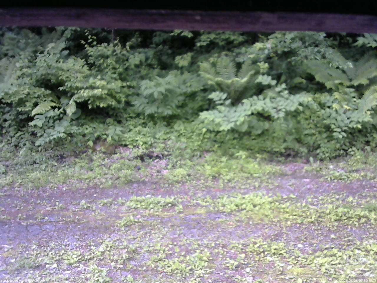 長野県菅平高原 ゆたか山荘 東側(坂下) 2026/06/23 07:30