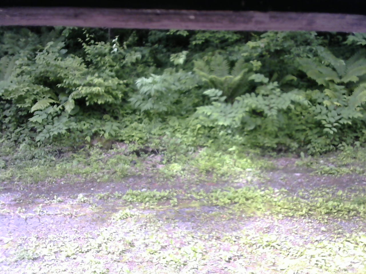 長野県菅平高原 ゆたか山荘 東側(坂下) 2026/06/23 08:45