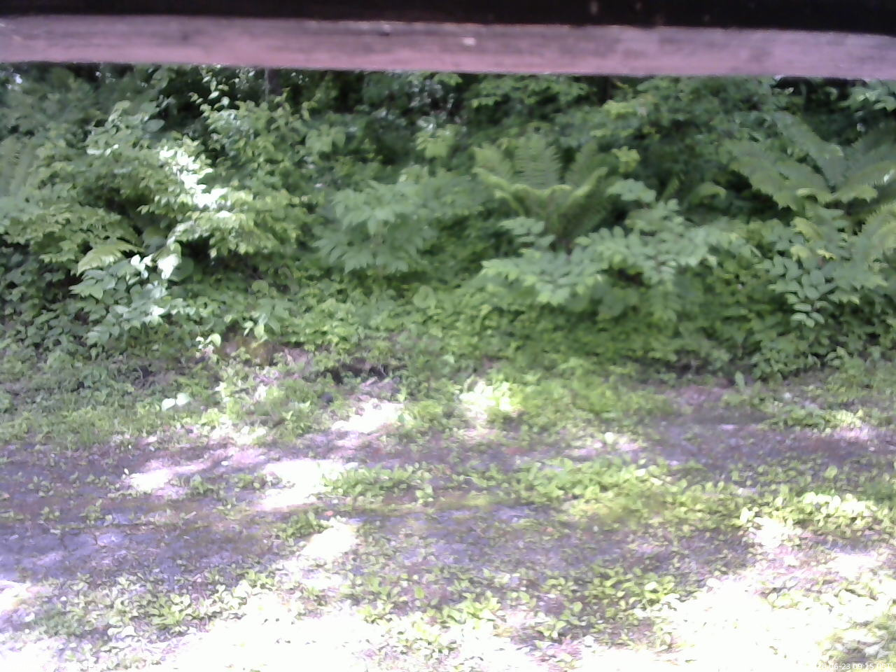 長野県菅平高原 ゆたか山荘 東側(坂下) 2026/06/23 09:15