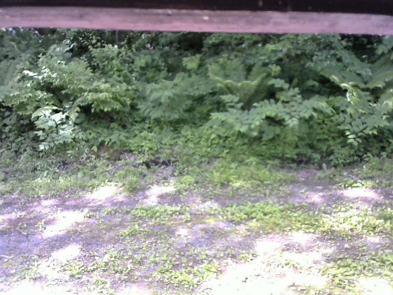 長野県菅平高原 ゆたか山荘 東側(坂下) 2026/06/23 09:30