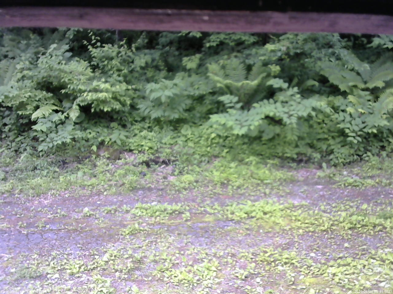 長野県菅平高原 ゆたか山荘 東側(坂下) 2026/06/23 09:45